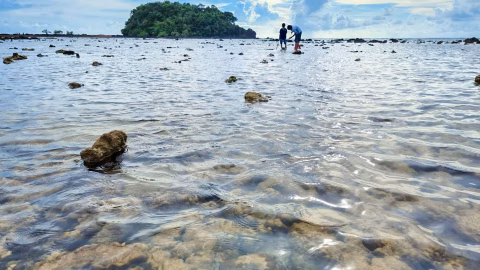 See Coral