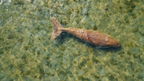 Dugong