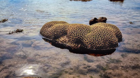 See Coral